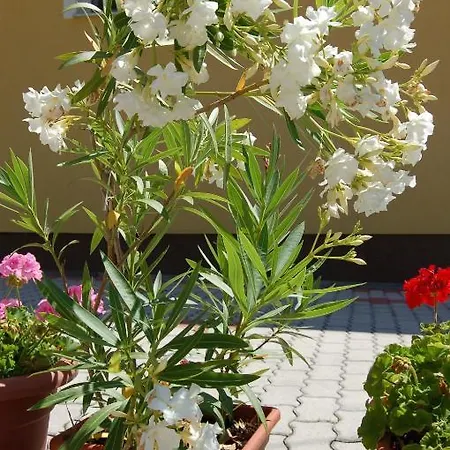 Apartmanhaz Cedrus 8 شقة *